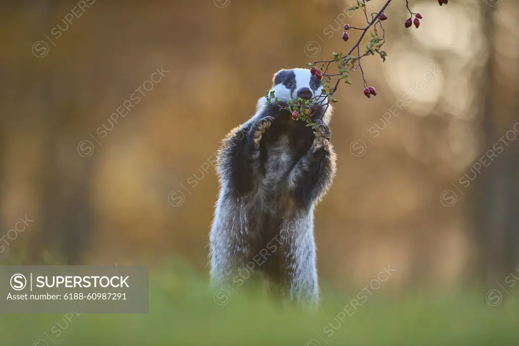 Badger Meles meles Badger Meles meles, eat standing rose hips Copyright: xZoonar.com/RaimundxLinkex 21666393