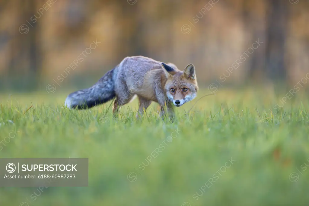 Red Fox vulpes vulpes Red Fox vulpes vulpes, running in meadow at autumn Copyright: xZoonar.com/RaimundxLinkex 21666395