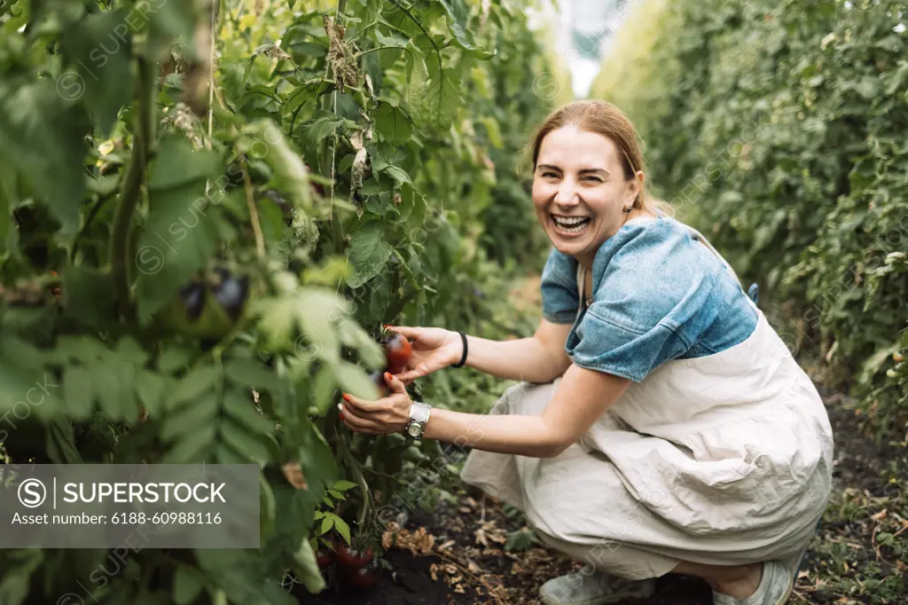 Closeup of a young attractive female farmer checking the ripe fruits of black tomatoes Closeup of a young attractive female farmer checking the ripe fruits of black tomatoes. A smiling charming woman in casual clothes works on an agricultural farm. Harvest time at the tomato plantation. ,model released, Symbolfoto Copyright: xZoonar.com/DashaxPetrenkox 21670074 ,model released, Symbolfoto ,property released