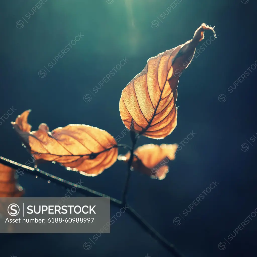 Leaves on a tree with sun rays. Forest with sunset in winter time while snowing. Leaves on a tree with sun rays. Forest with sunset in winter time while snowing. Copyright: xZoonar.com/PetrxDvorakx 21673306