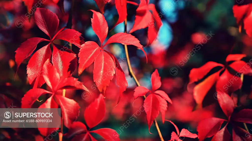 Autumn background. Beautiful colorful leaves in nature with the sun. Seasonal concept outdoors in autumn park. Autumn background. Beautiful colorful leaves in nature with the sun. Seasonal concept outdoors in autumn park. Copyright: xZoonar.com/PetrxDvorakx 21675235