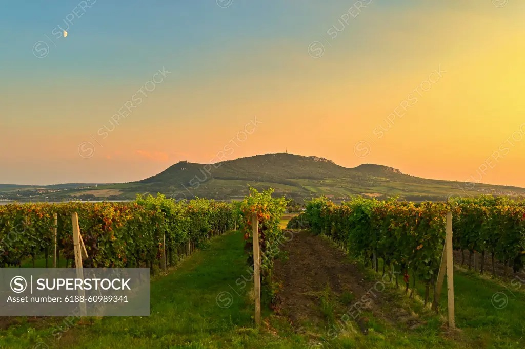 Vineyards - Palava region. South Moravia, Czech Republic. Vineyards - Palava region. South Moravia, Czech Republic. Copyright: xZoonar.com/PetrxDvorakx 21675359