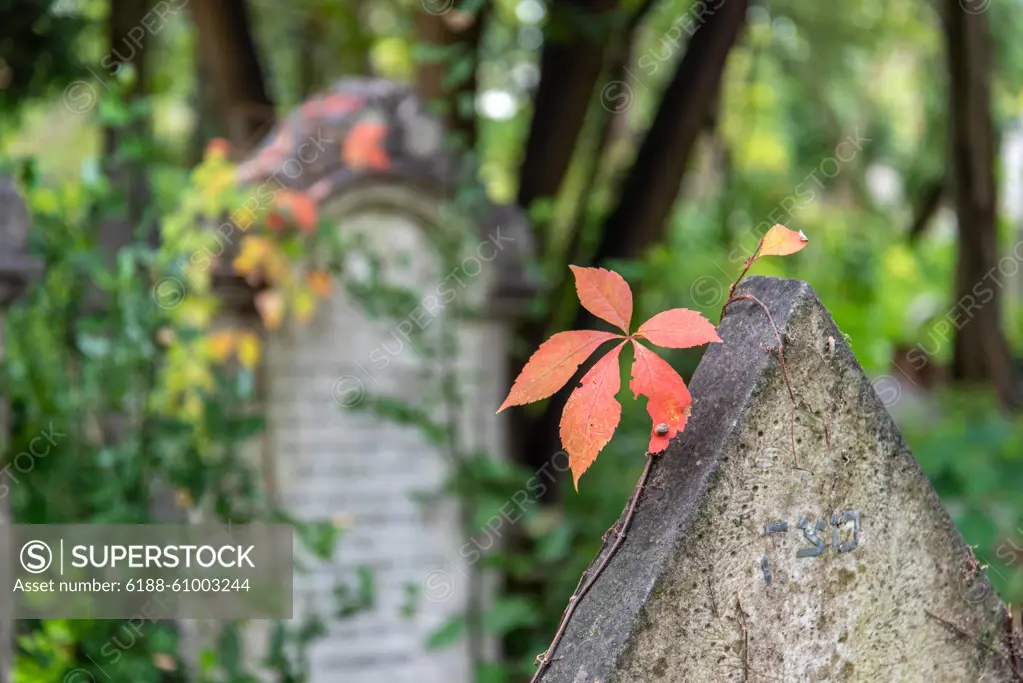 A red Leaf in Autumn on the Jewish Cemetery on Lido Island, District of Venice A red Leaf in Autumn on the Jewish Cemetery on Lido Island, District of Venice, Italy Copyright: xZoonar.com/imagoDensx 21724890