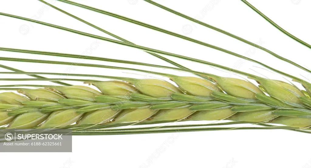 Close-up of a green ear of barley, showcasing detailed texture and growth pattern Close-up shot of a green ear of barley, emphasizing its detailed texture and natural growth pattern isolated on white background Copyright: xZoonar.com/NerijusxLiobex 21984066