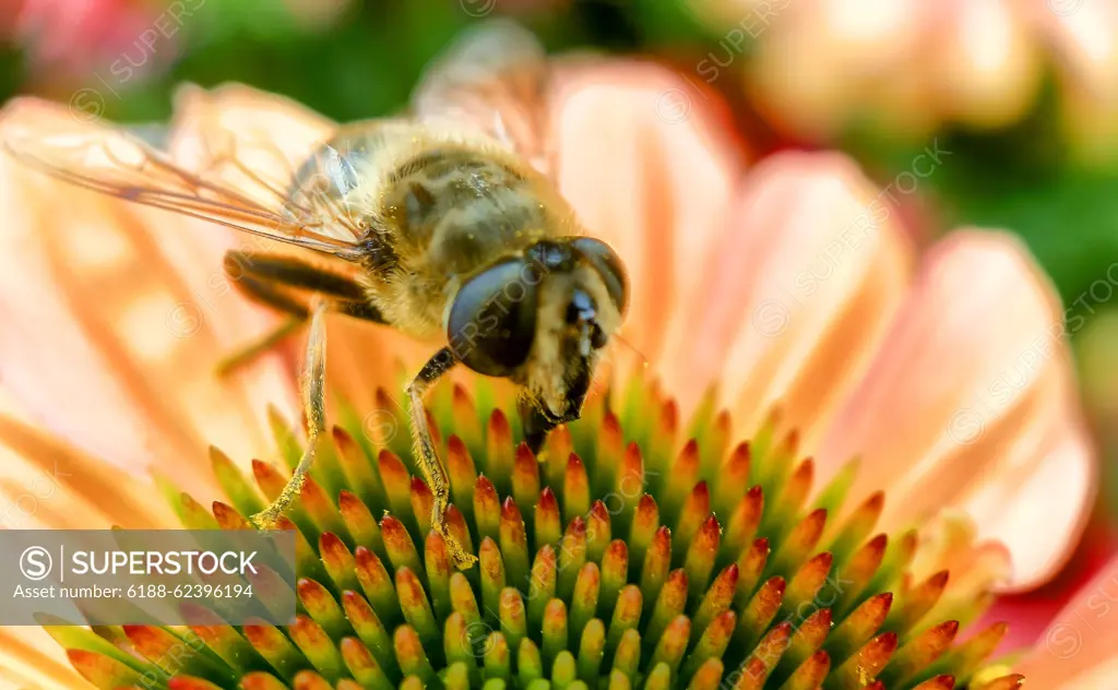 Pink Echinacea with Bees Detailed close up of a bee on Echinacea purpurea eastern pink or purple coneflower drinking nectar and gathering pollen Copyright: xZoonar.com/BjornxBeheydtx 14718721