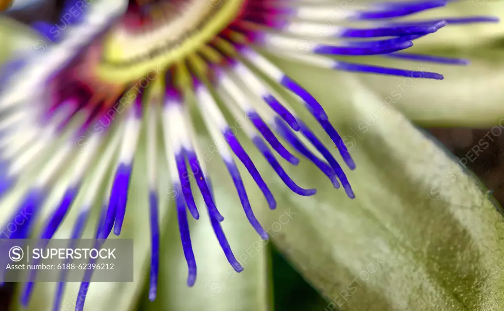 Close up of Exotic Passion flower, Passiflora caerulea Exotic Passion flower, Passiflora caerulea or golden granadilla macro photography close up shot of flower stamens Copyright: xZoonar.com/BjornxBeheydtx 14735825