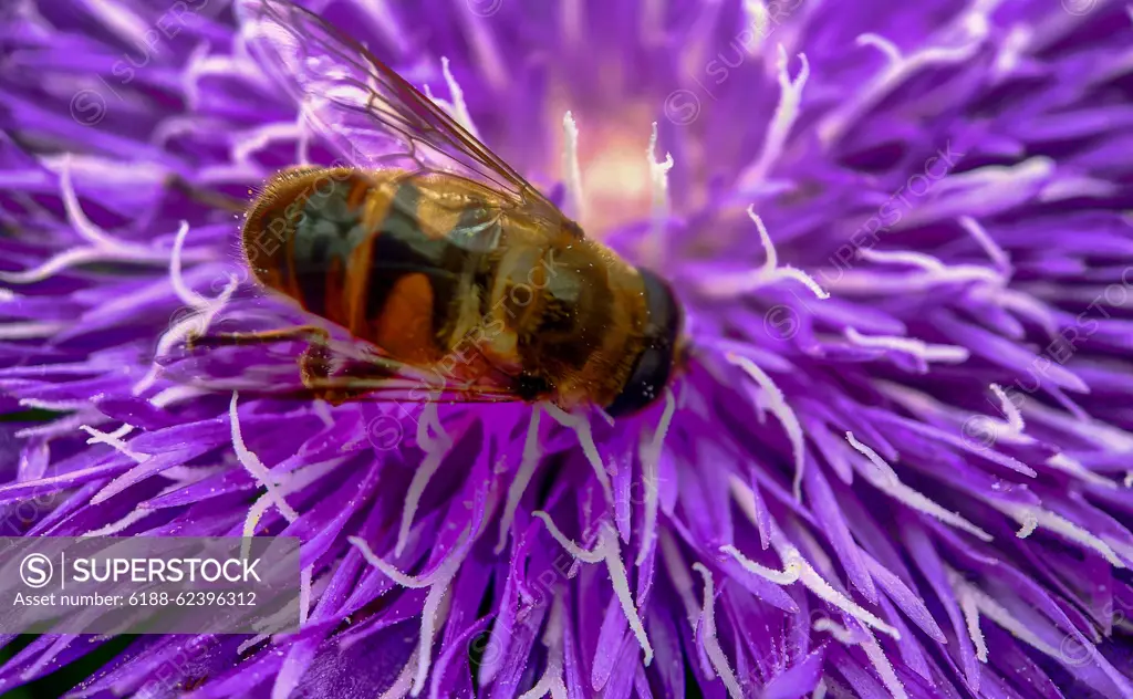 A pretty purple dahlia flower with a bee crawling on it Macro photo of a pretty purple dahlia flower with a bee crawling on the petals searching for nectar Copyright: xZoonar.com/BjornxBeheydtx 15086331