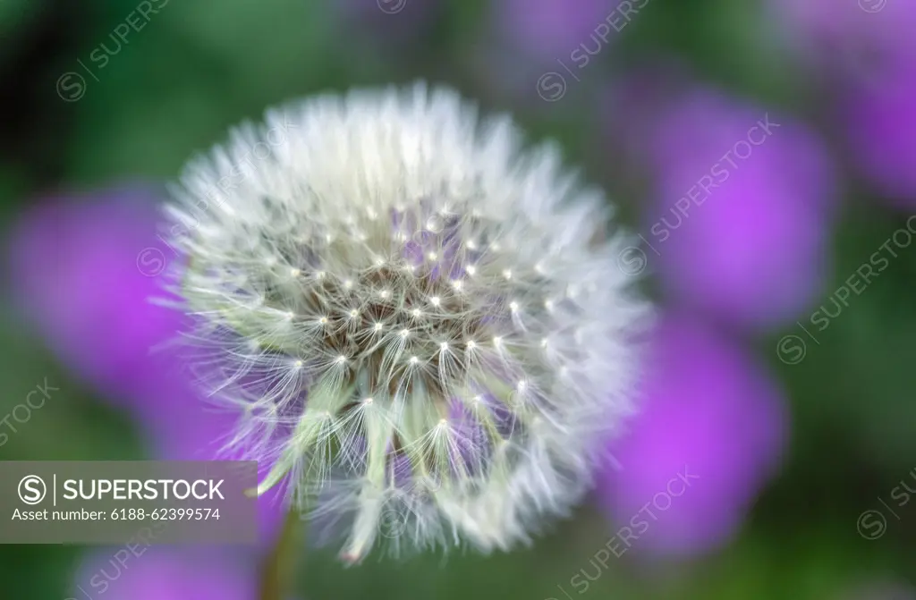 Eingescanntes Diapositiv Eingescanntes Diapositiv, Close-up eines reifen Löwenzahns oder Pusteblume mit Schärfe auf die Samen im Vordergrund und in Low-key Aufnahme Copyright: xZoonar.com/FrankxWagnerx 22134263