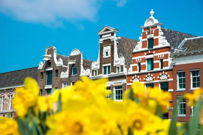 Dutch houses with yellow tulip flowers, Amsterdam, Netherlands. Dutch houses with yellow tulip flowers, Amsterdam, Netherlands Copyright: xZoonar.com/YurixDmitrienkox 11590334