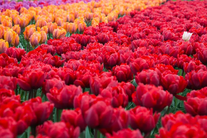 Blooming red flowers in park. Netherlands, Europe Beautiful blooming red flowers in park. Netherlands Copyright: xZoonar.com/YurixDmitrienkox 12013721