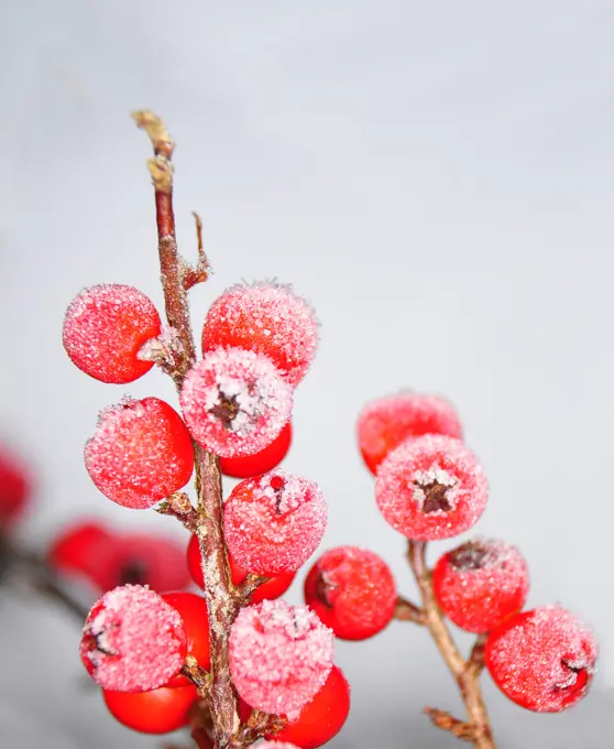 Beeren im Winter Zwergmispel Beeren im Winter Zwergmispel Copyright: xZoonar.com/RobertxBiedermannx 4016060