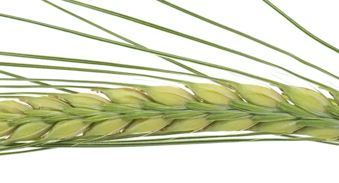 Close-up of a green ear of barley, showcasing detailed texture and growth pattern Close-up shot of a green ear of barley, emphasizing its detailed texture and natural growth pattern isolated on white background Copyright: xZoonar.com/NerijusxLiobex 21984066