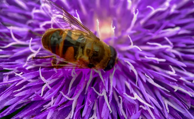 A pretty purple dahlia flower with a bee crawling on it Macro photo of a pretty purple dahlia flower with a bee crawling on the petals searching for nectar Copyright: xZoonar.com/BjornxBeheydtx 15086331