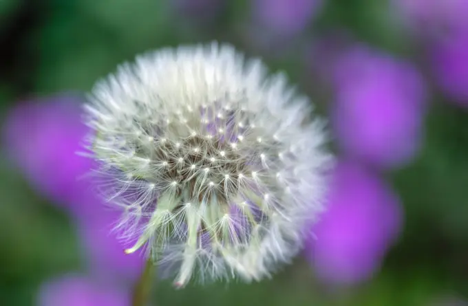 Eingescanntes Diapositiv Eingescanntes Diapositiv, Close-up eines reifen Löwenzahns oder Pusteblume mit Schärfe auf die Samen im Vordergrund und in Low-key Aufnahme Copyright: xZoonar.com/FrankxWagnerx 22134263