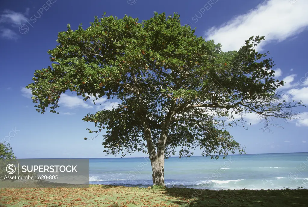 Almond Tree Jamaica