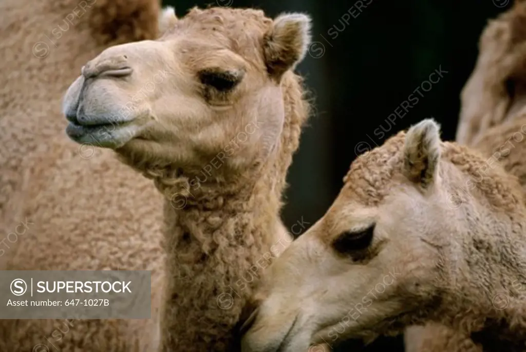 Close-up of Dromedary Camels (Camelus dromedarius)