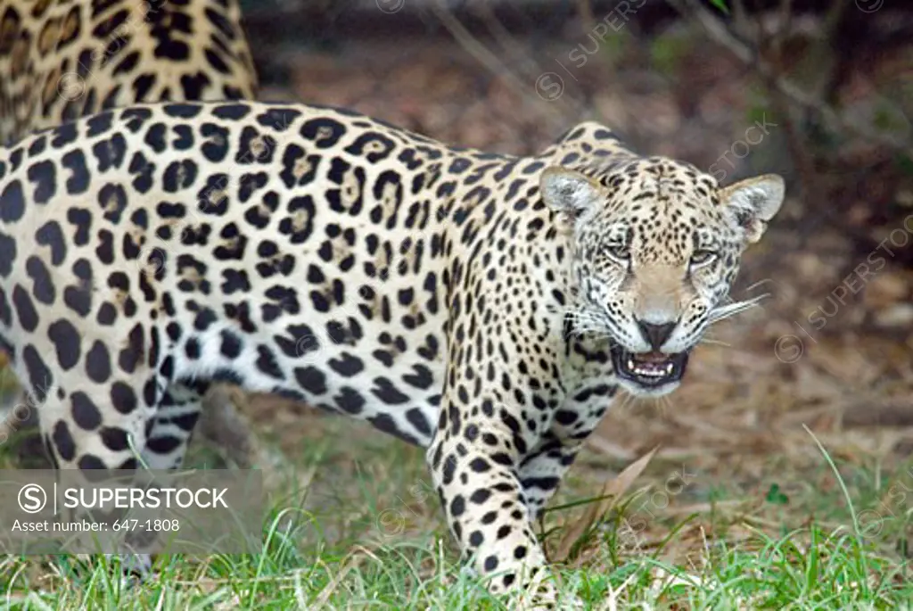 Close-up of a jaguar growling (Panthera onca)