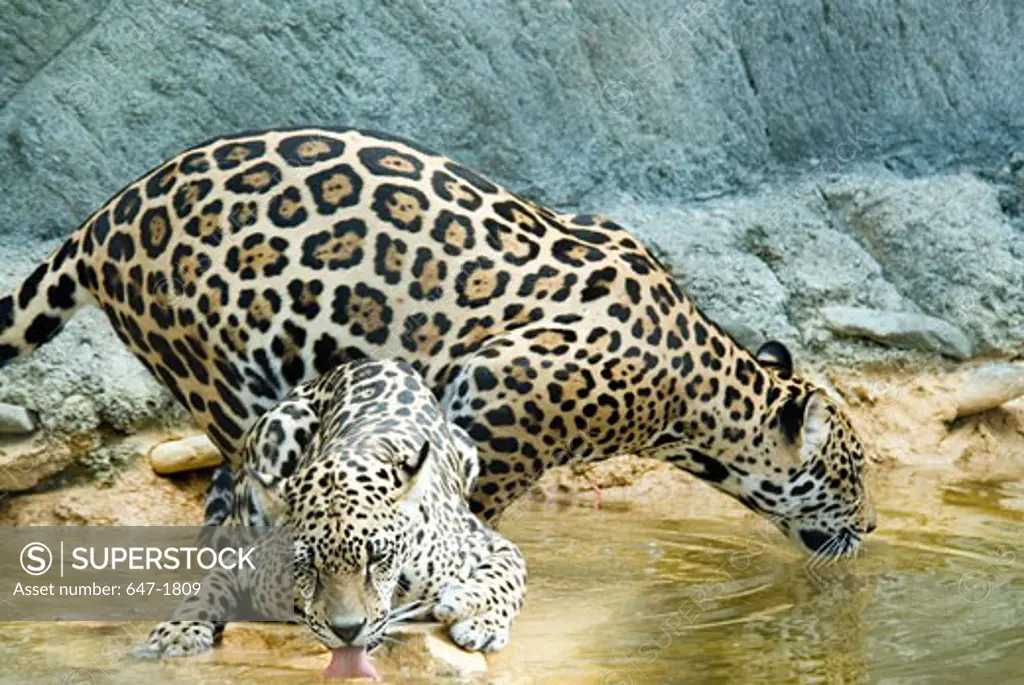 Close-up of two jaguars drinking water in a pond (Panthera onca)