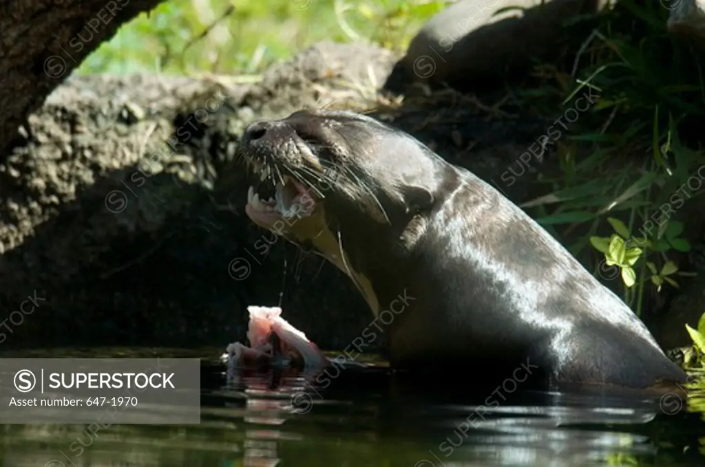 Giant otter (Pteronura brasiliensis) eating fish