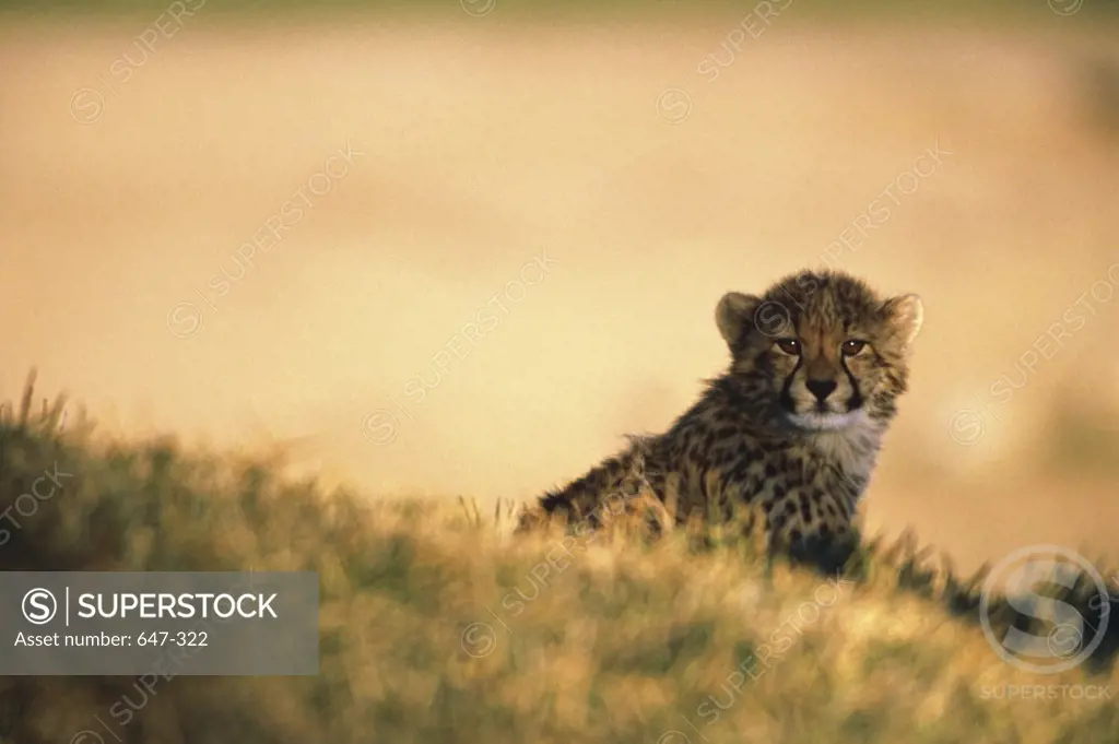 Cheetah