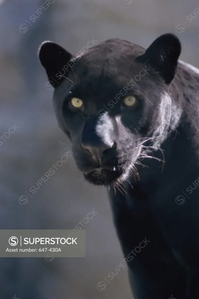 Black Leopard