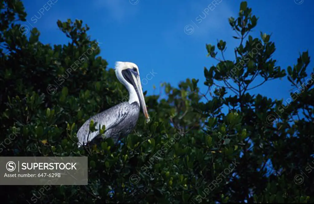 Pelican sitting on tree