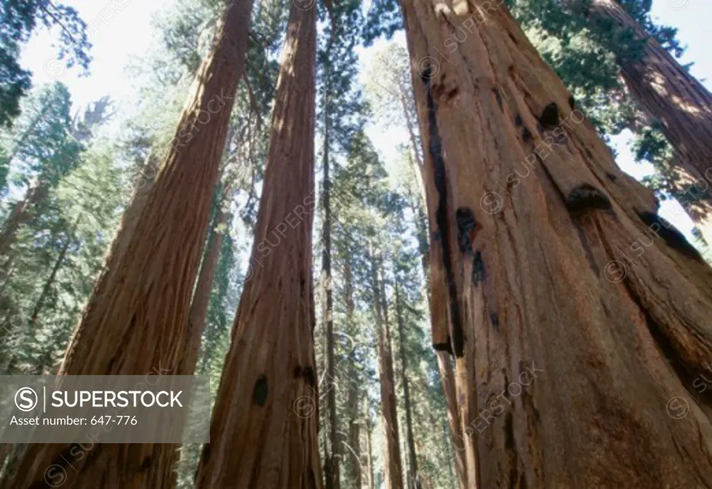 Giant Sequoias Sequoia National Park California USA