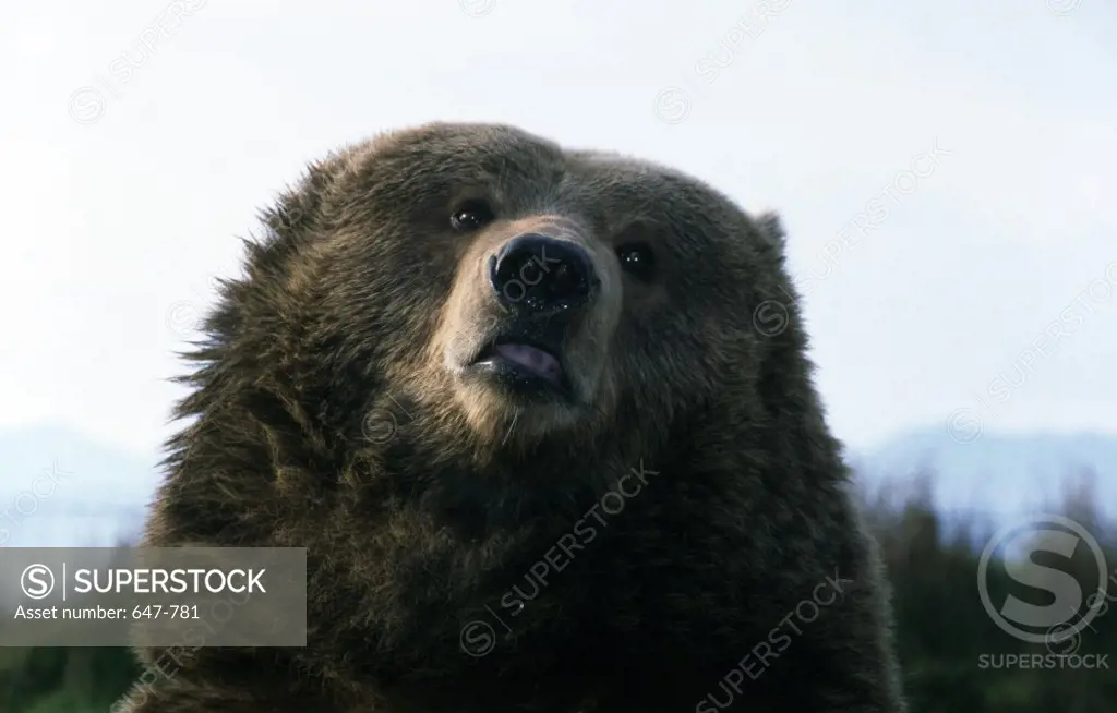 Portrait of Brown Bear (Ursus arctos)