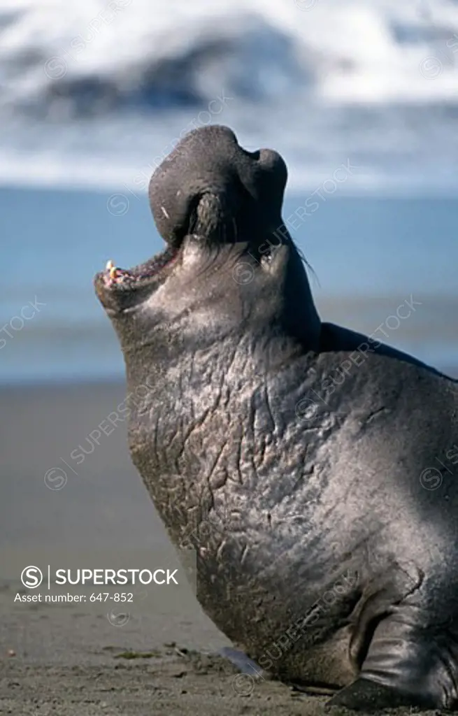 Close-up of an Elephant seal barking