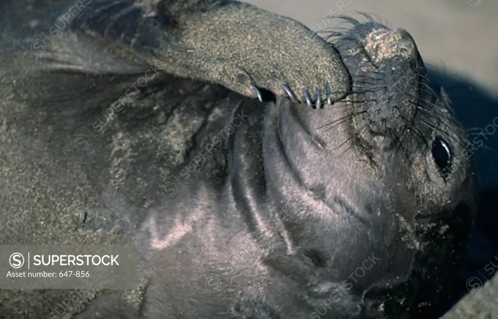 Close-up of an Elephant seal