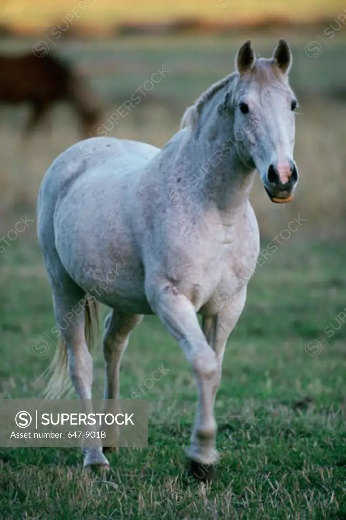 A Horse on a grassy field