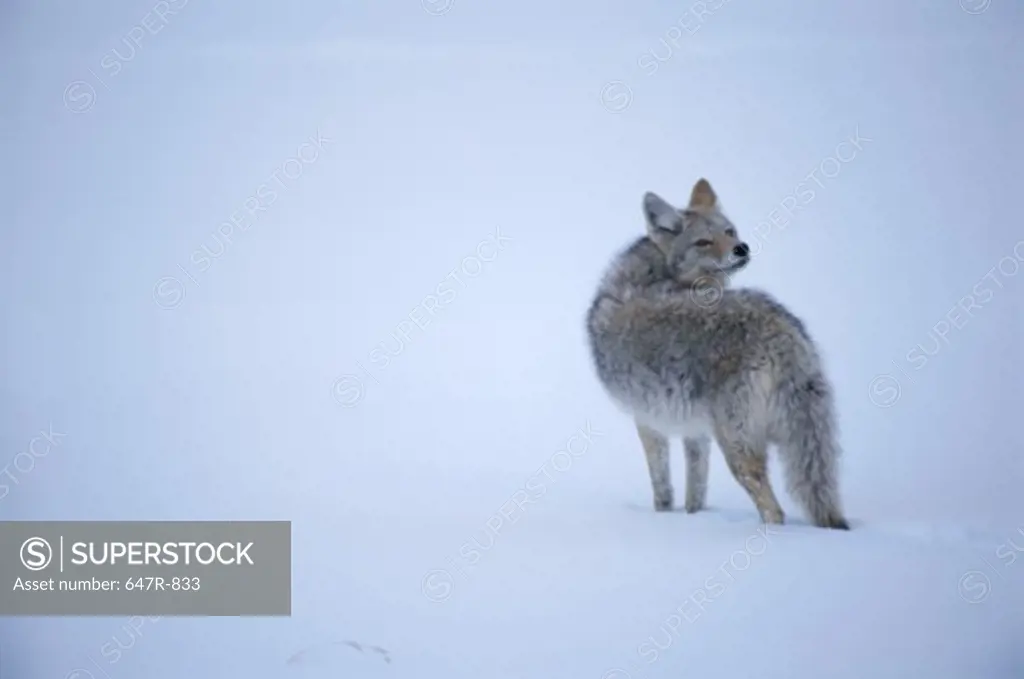 Coyote standing in the snow, Yellowstone National Park, Wyoming, USA