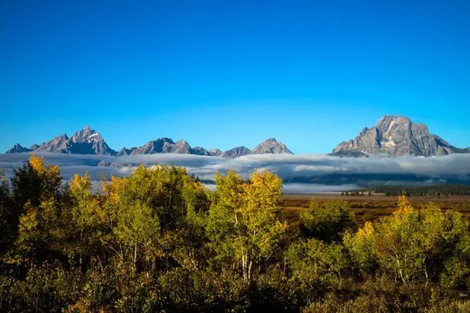 Trees in autumn with Grand Teton Mountains in background, Grand Teton National Park, Wyoming, USA