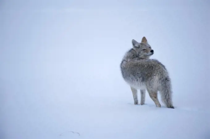 Coyote standing in the snow, Yellowstone National Park, Wyoming, USA