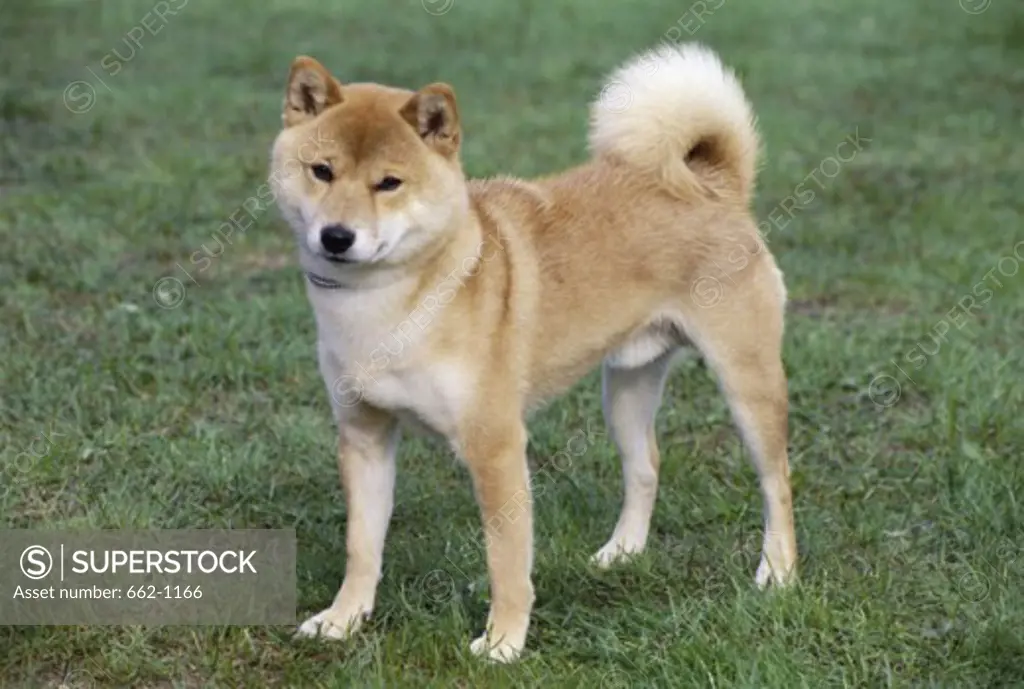 Shiba Inu