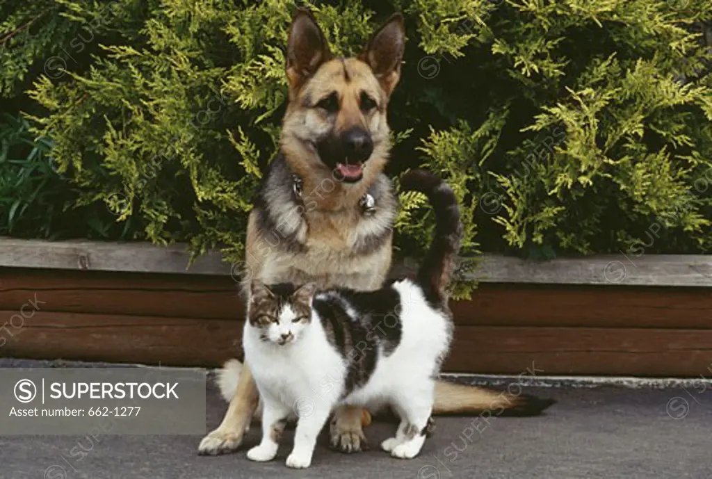 German Shepherd and Cat