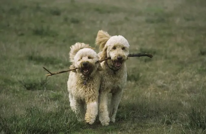 Two Goldendoodles carrying stick in teeth