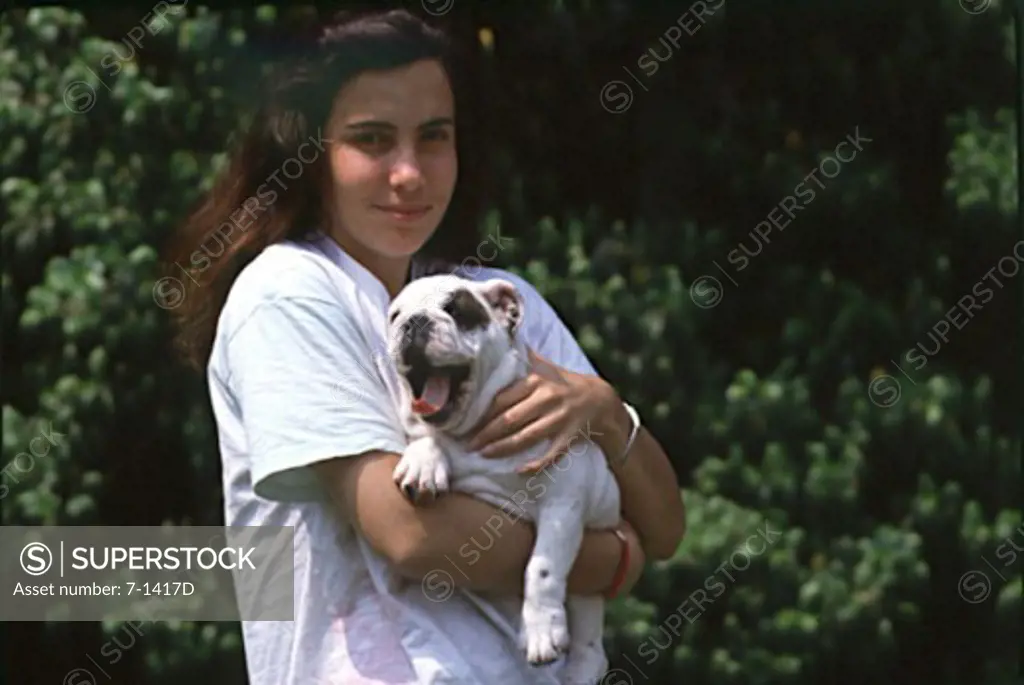 English Bulldog Puppy