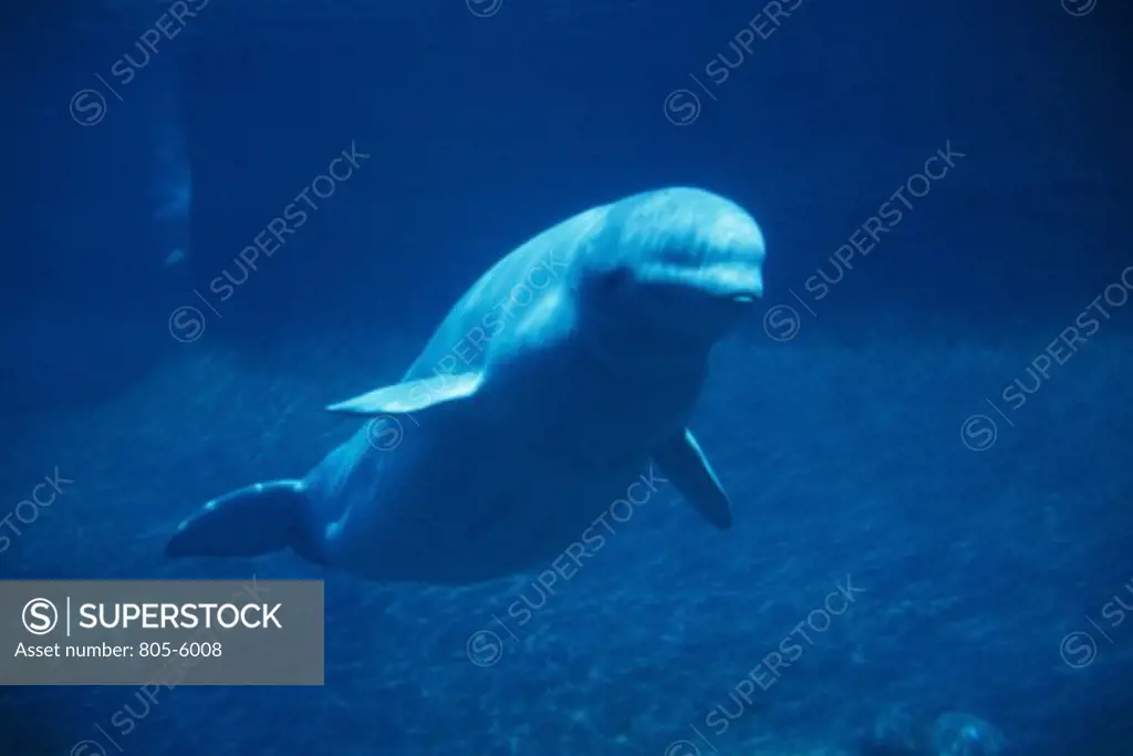 Beluga Whale