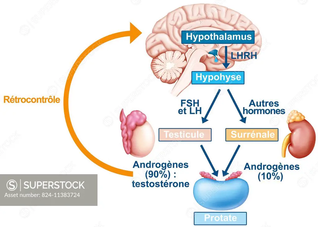 Illustration of male hormone control, a constant regulation. The hypothalamo-hypophyseal axis : the LHRH (or GnRH) gonadotropin-releasing hormone (GnR...