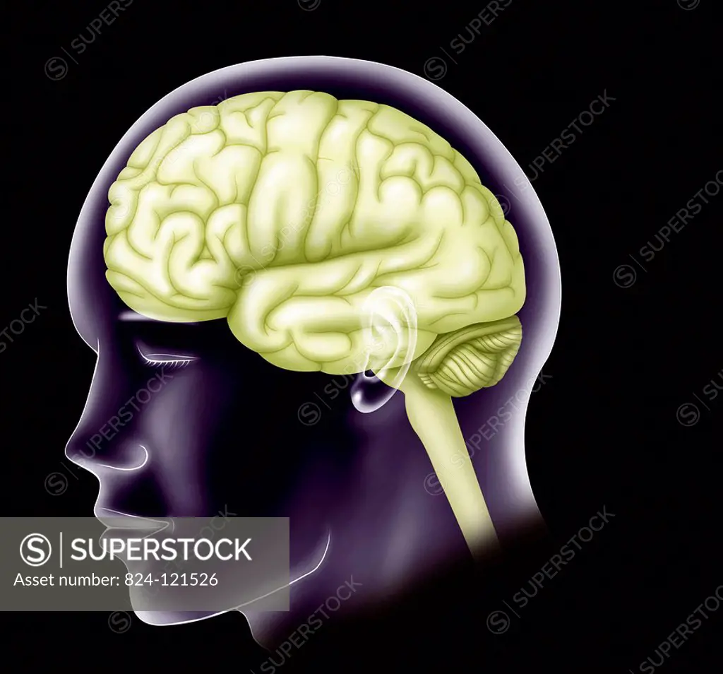 Illustration of a man's face with the left cerebral hemisphere, the cerebellum and the brain stem.