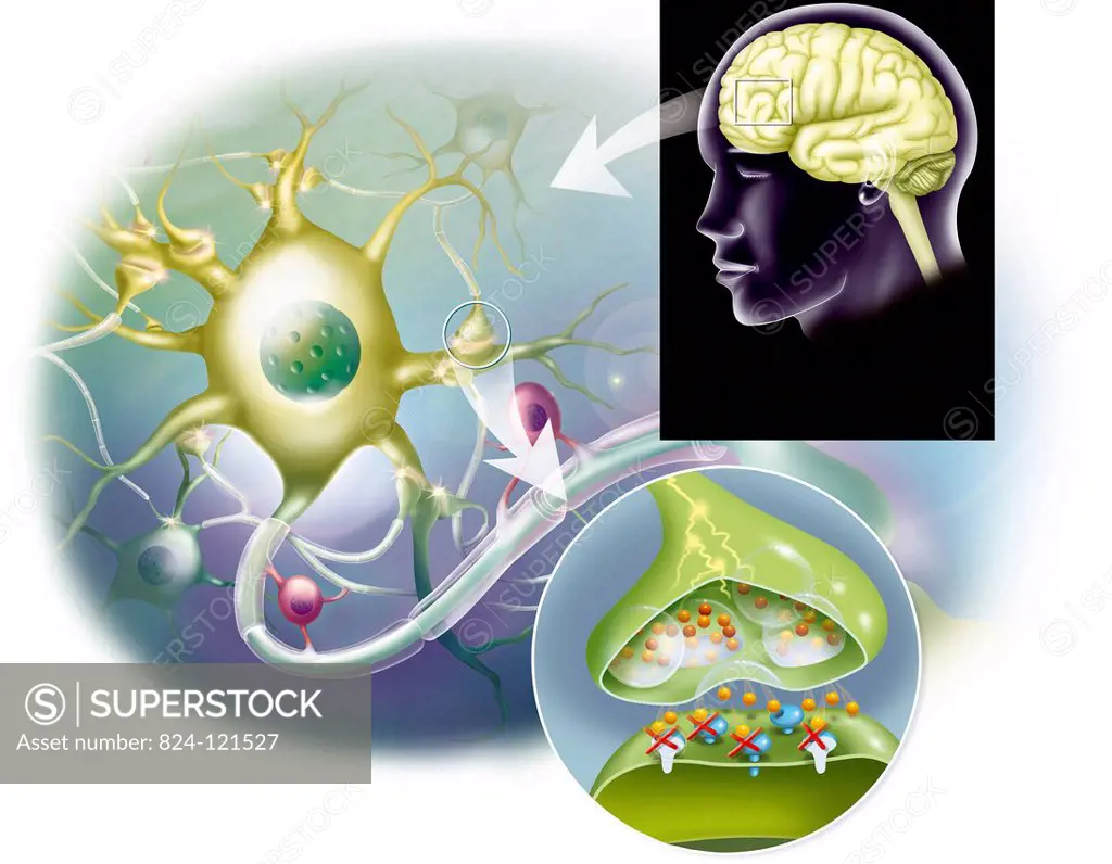 Illustration of the central nervous system, from the brain to the synapse. Top right is the brain seen in profile, then a close-up of the neuronal sys...