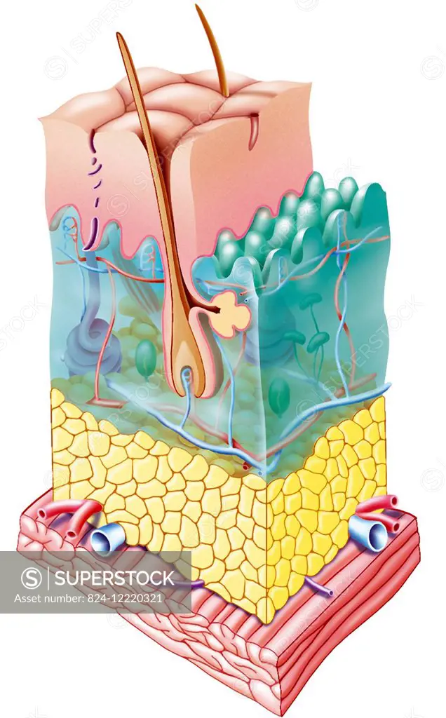 illustration of the skin with all its layers (epidermis, dermis and hypodermis), as well as a muscle layer.