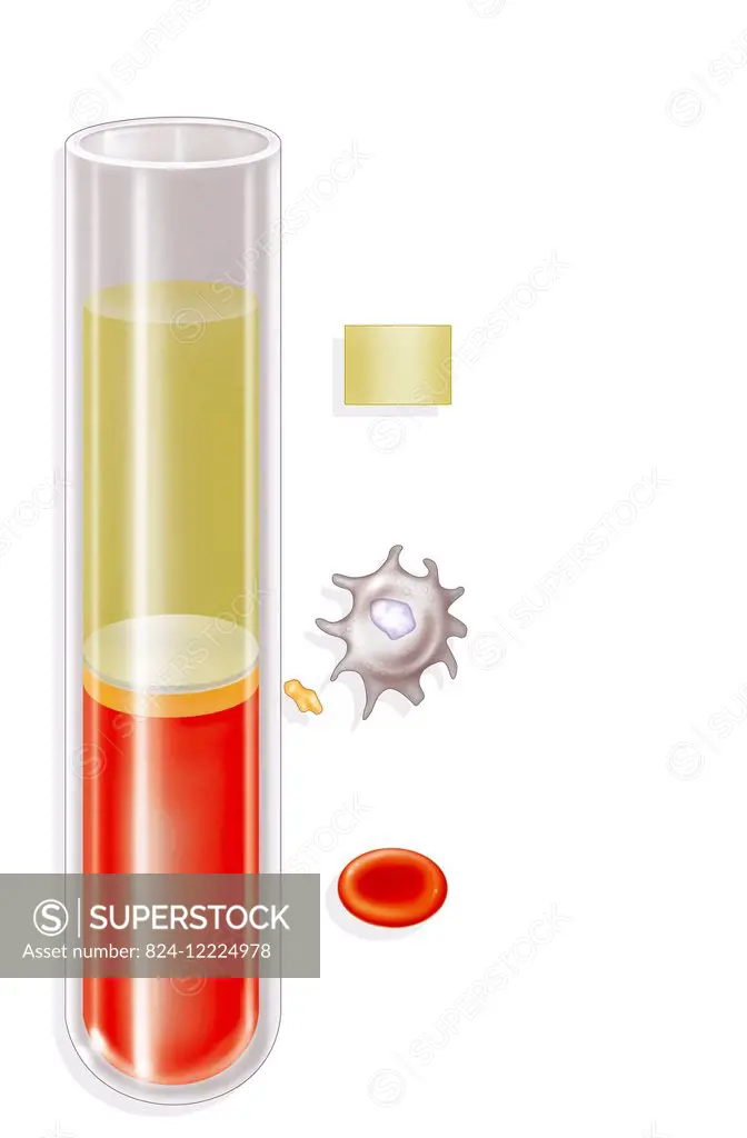 illustration of the composition of normal blood in a tube. from bottom to top: -red blood cells -platelets -immune cells, white blood cells, lymphocyt...