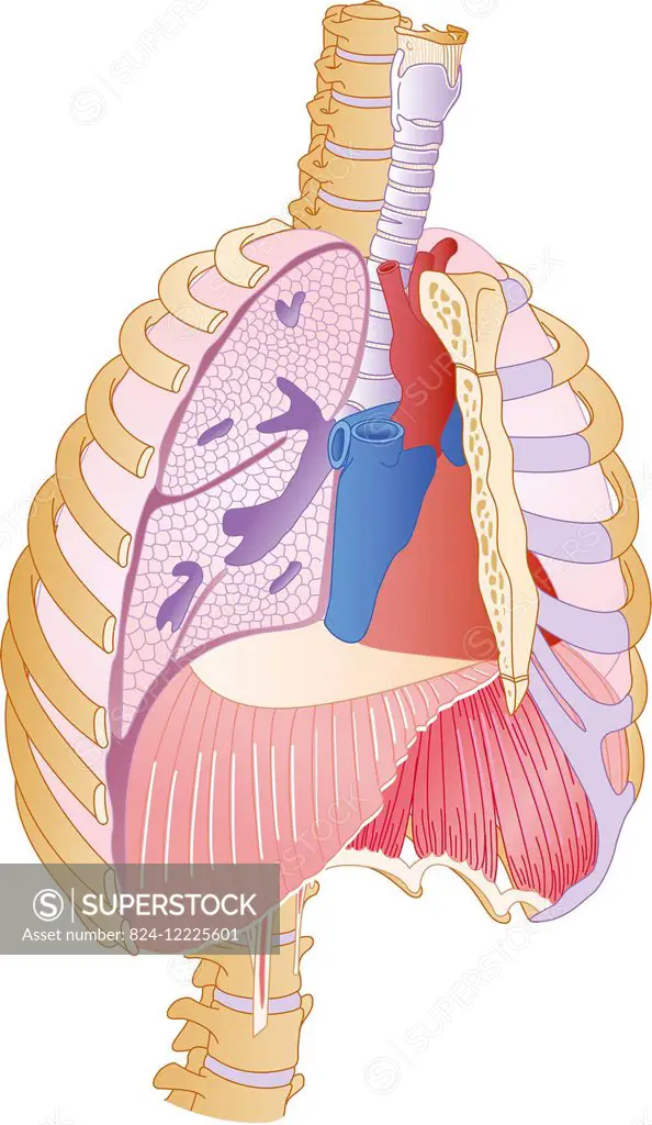 illustration of the rib cage with the diaphragm and its contents at the bottom, pleura, lungs, bronchial tubes, trachea.