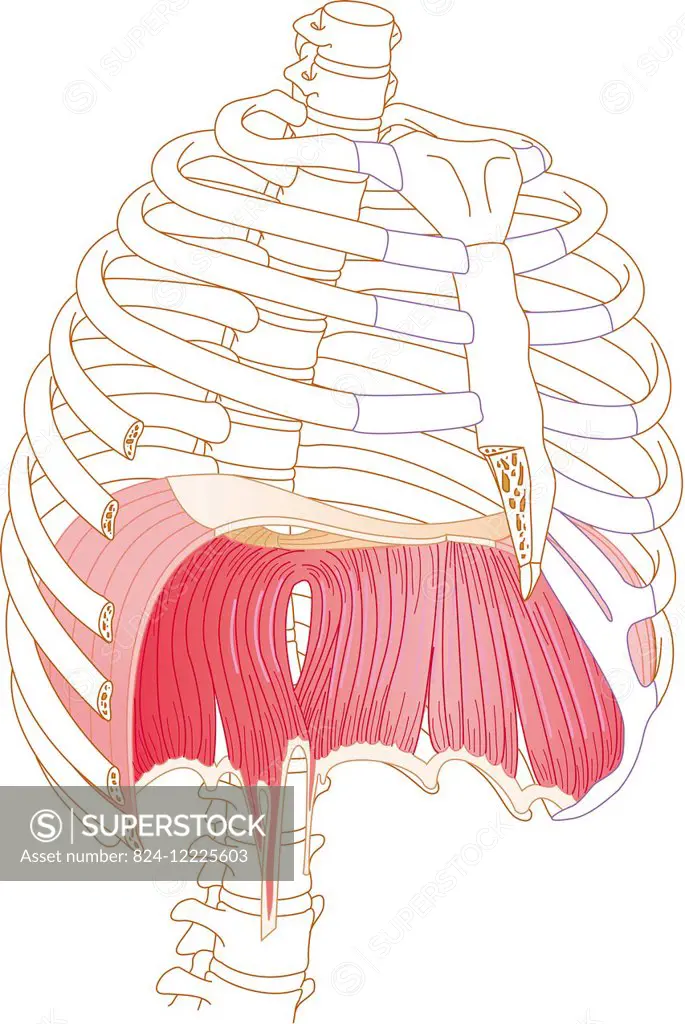 illustration of the rib cage highlighting the diaphragmatic cupola. certain orifices are visible, in the centre for the oesophagus (the oesophageal hi...