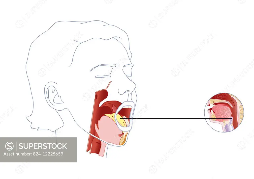 illustration of innervation by the hypoglossal nerve (12th cranial nerve).