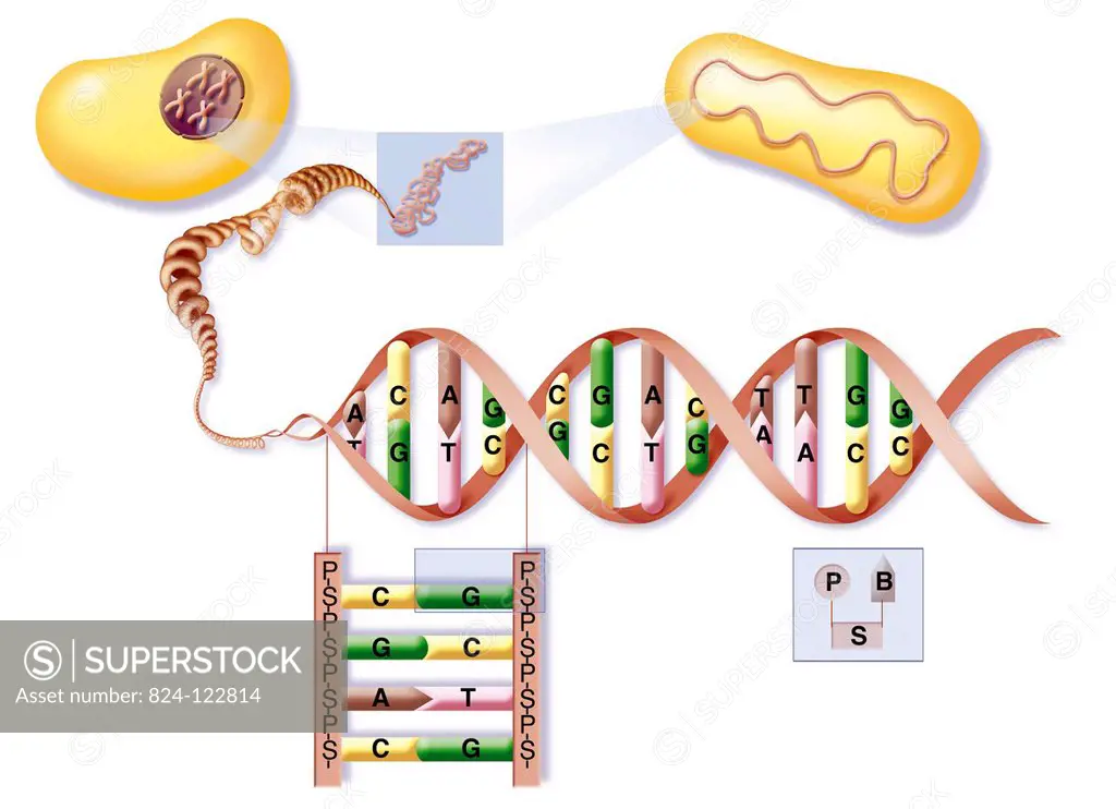 Illustration of the location and structure of DNA in euryotes (animal cells) and procaryotes (bacteria). DNA from both cells unwinds to the DNA double...