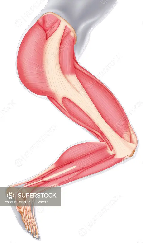 Illustration of the leg muscles, from the pelvis to the foot, from an external side view.