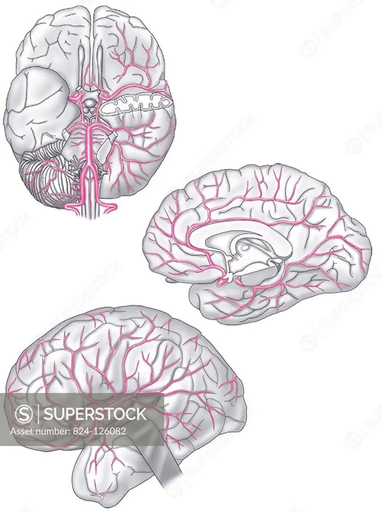 Three views of the brain : inferior, lateral and cross-section, showing the principal arteries.